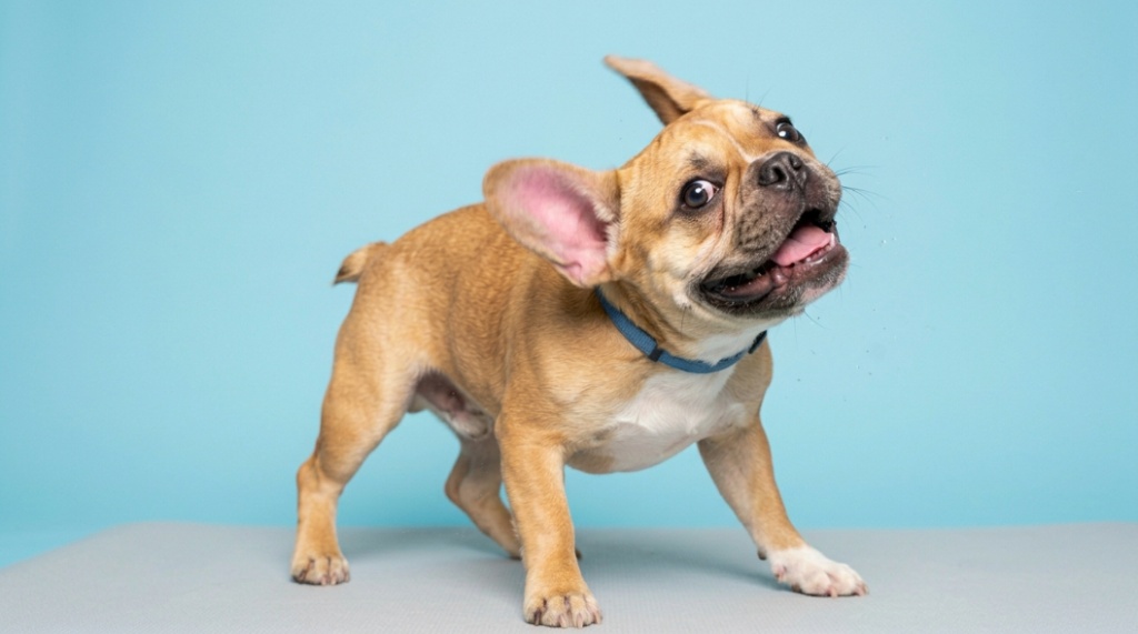 Happy French Bulldog with clean, healthy ears looking up against a pastel background.