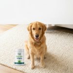 Healthy Golden Retriever sitting next to dog ear wipes in a bright room.
